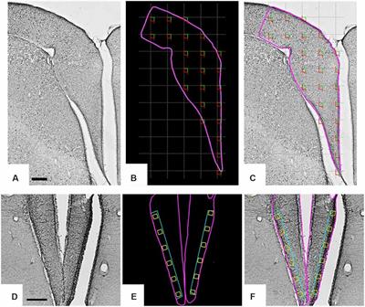 Differential Change in Hippocampal Radial Astrocytes and Neurogenesis in Shorebirds With Contrasting Migratory Routes